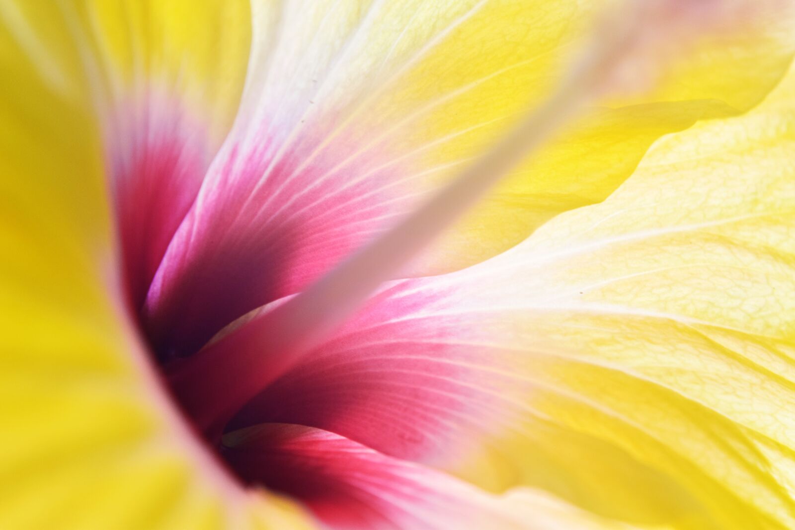 Nikon D5300 sample photo. Hibiscus, yellow, petals photography