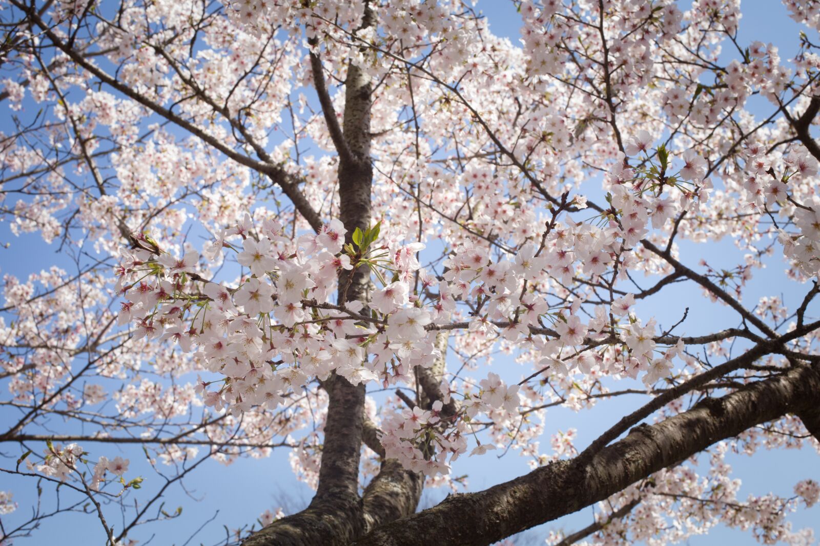 Canon EOS 6D + Canon EF 50mm F1.4 USM sample photo. Sakura, japan, spring photography