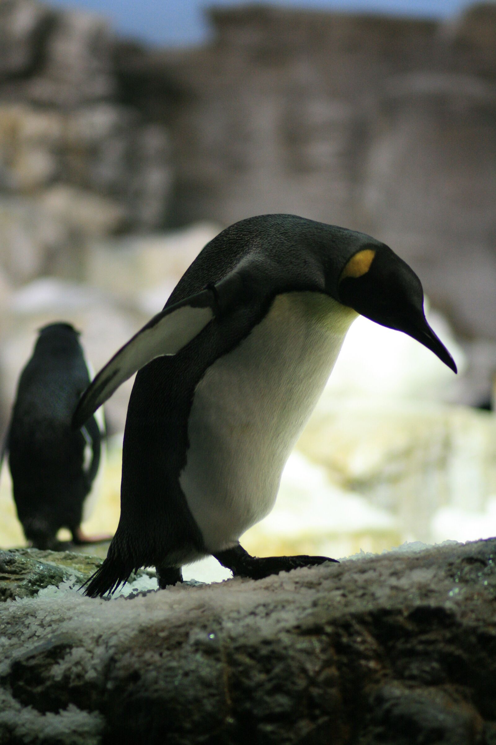Canon EOS 400D (EOS Digital Rebel XTi / EOS Kiss Digital X) sample photo. Penguin, animal, bird photography