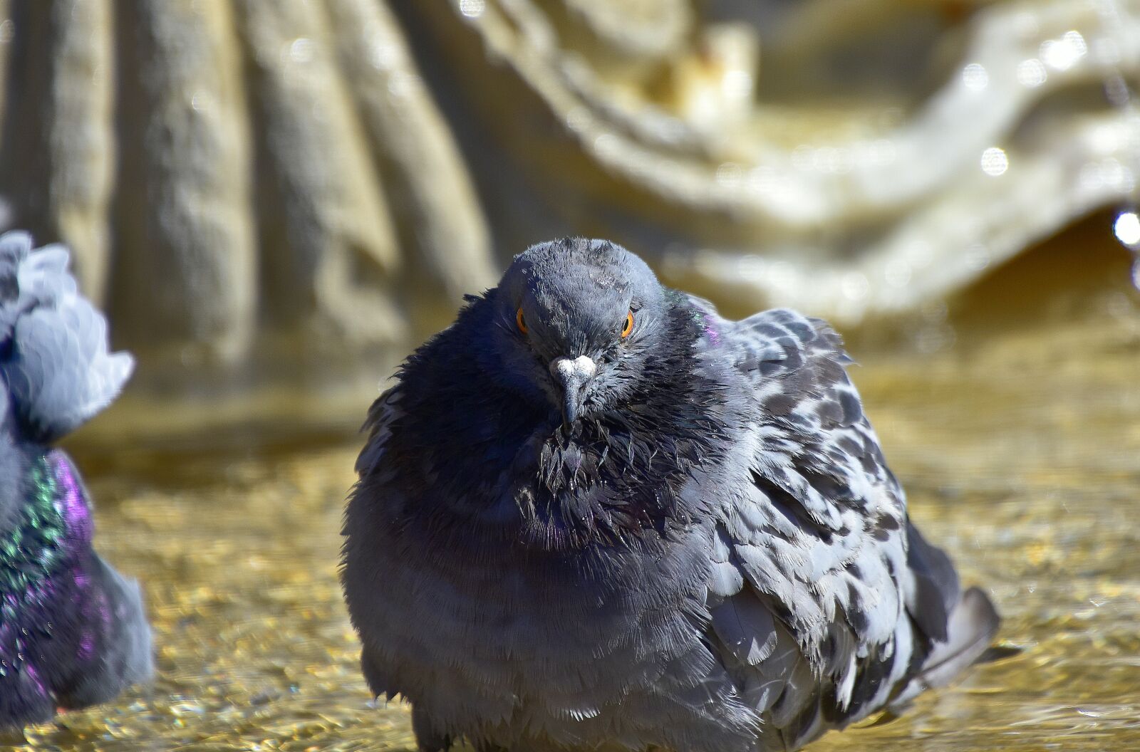 Nikon D7200 sample photo. Pigeons, water, nature photography