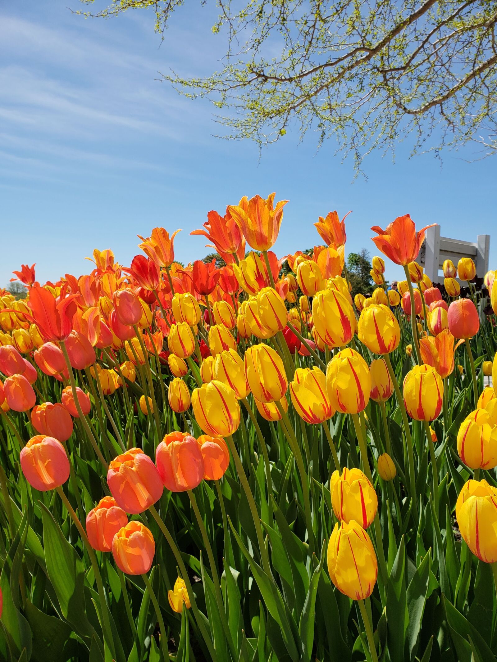 Samsung Galaxy S9 sample photo. Tulip, tulips, flowers photography