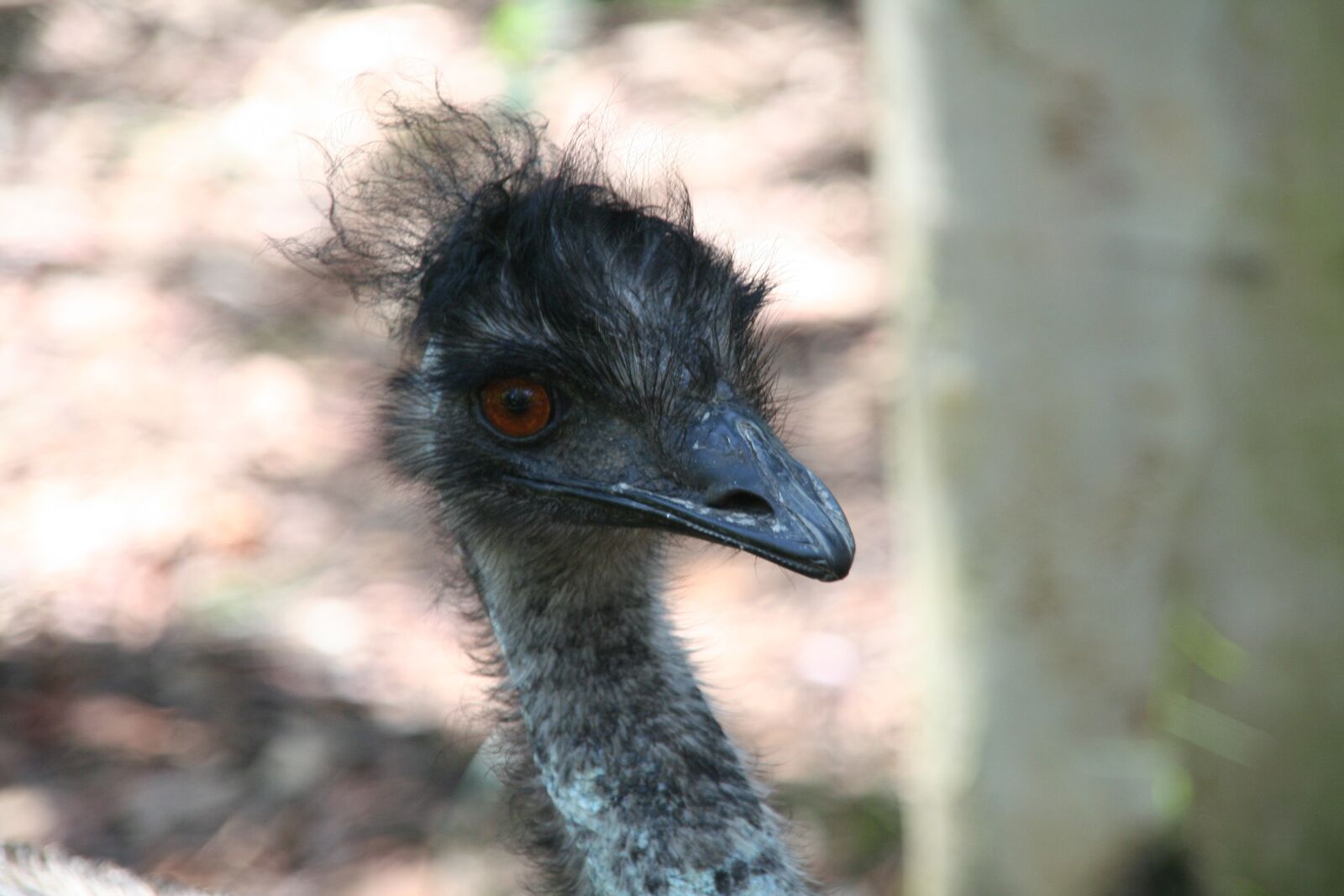 Canon EOS 350D (EOS Digital Rebel XT / EOS Kiss Digital N) sample photo. Emu, bird, wildlife photography
