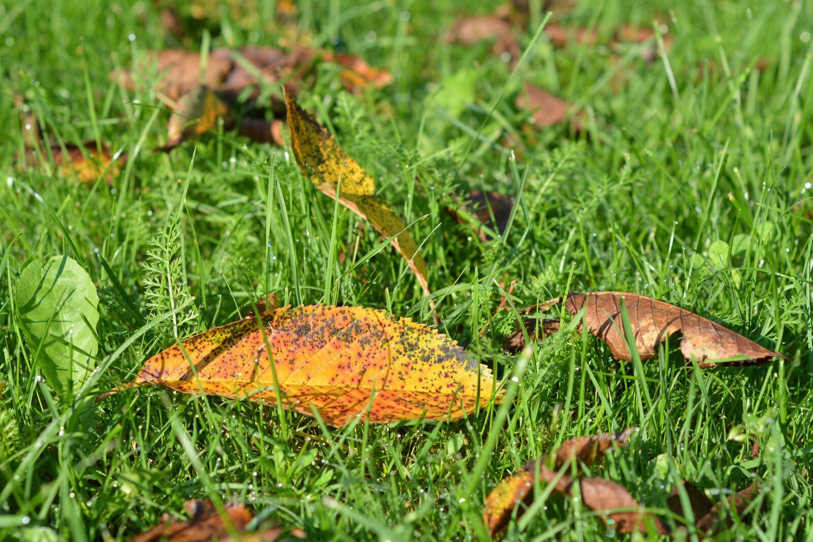 Nikon D5200 sample photo. Autumn, gold, foliage photography