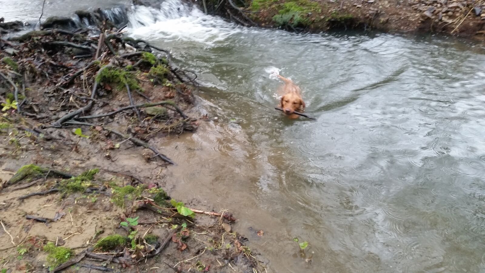 Samsung Galaxy S5 sample photo. Dog, retreiver, animal photography