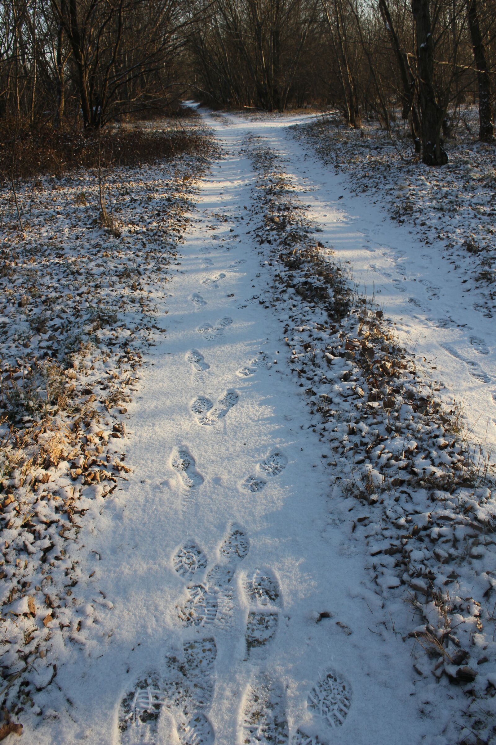 Canon EOS 550D (EOS Rebel T2i / EOS Kiss X4) sample photo. Path, tracks, snow photography