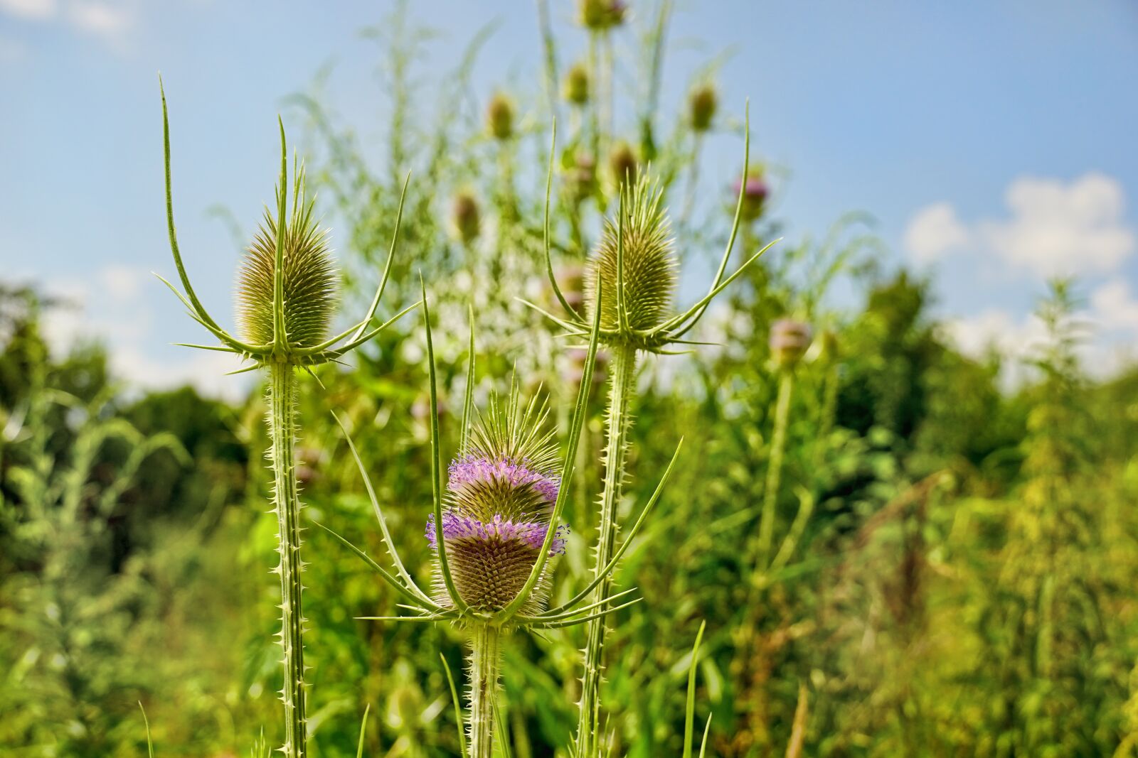 Sony a6000 sample photo. Nature, plant, thistle photography