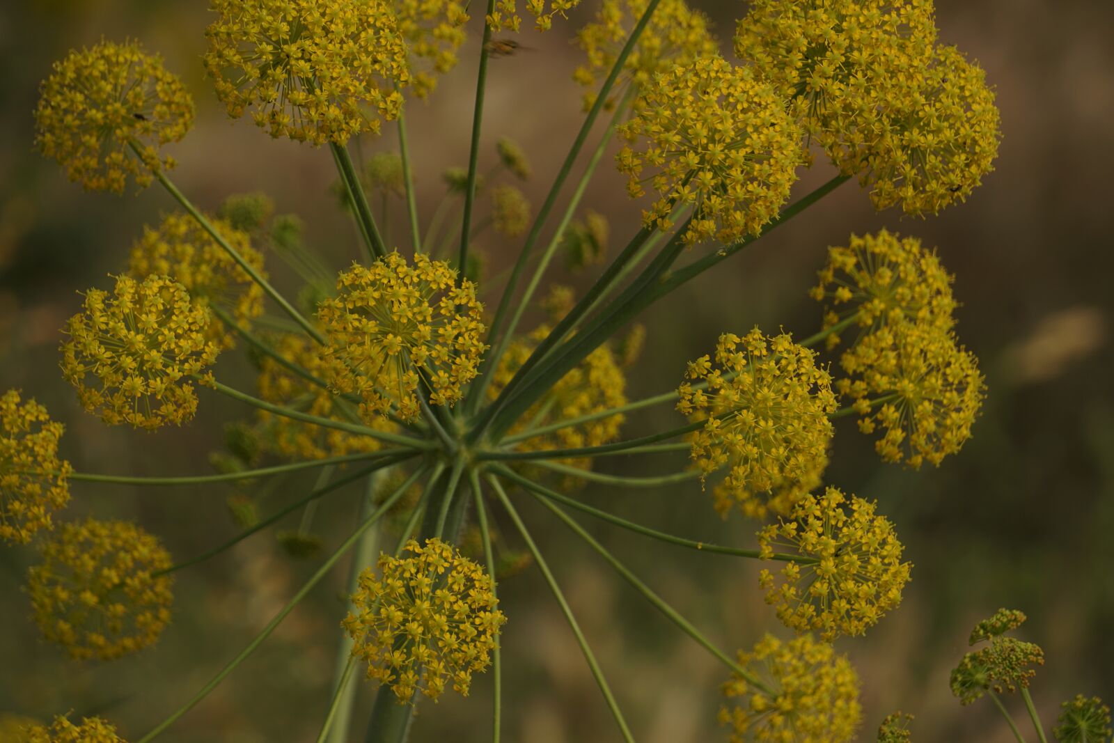 Sony E 55-210mm F4.5-6.3 OSS sample photo. Plant, flower, nature photography