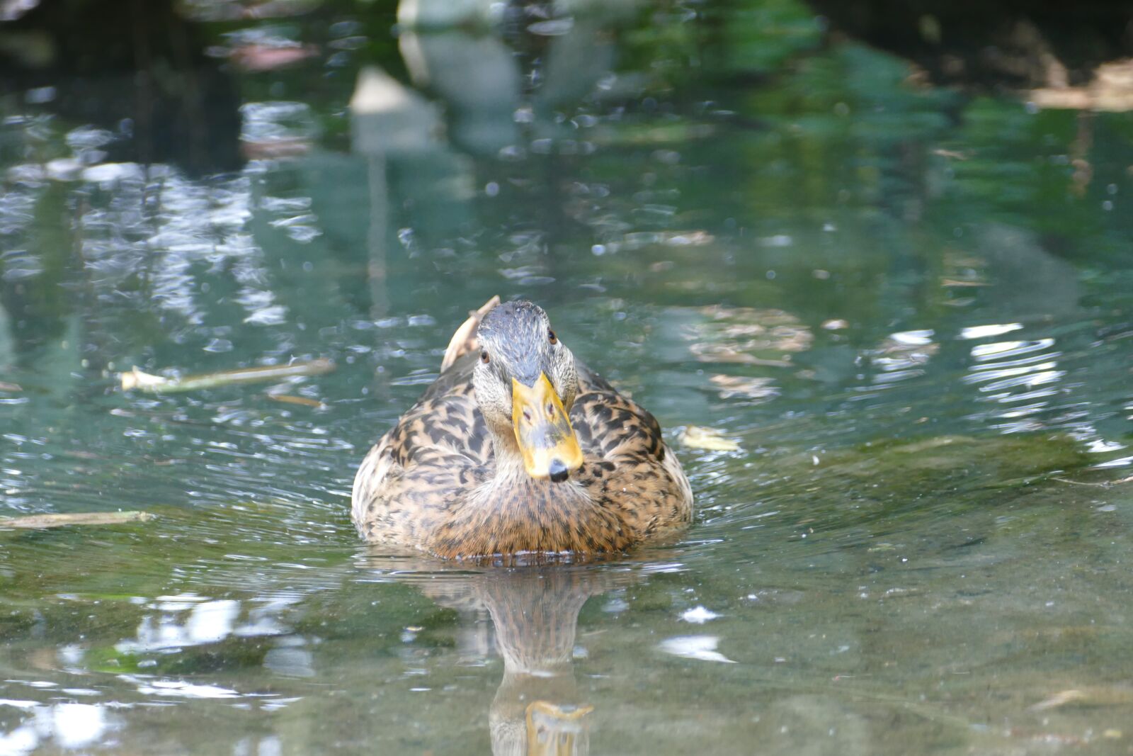 Panasonic Lumix DMC-FZ1000 sample photo. Duck, water bird, animal photography