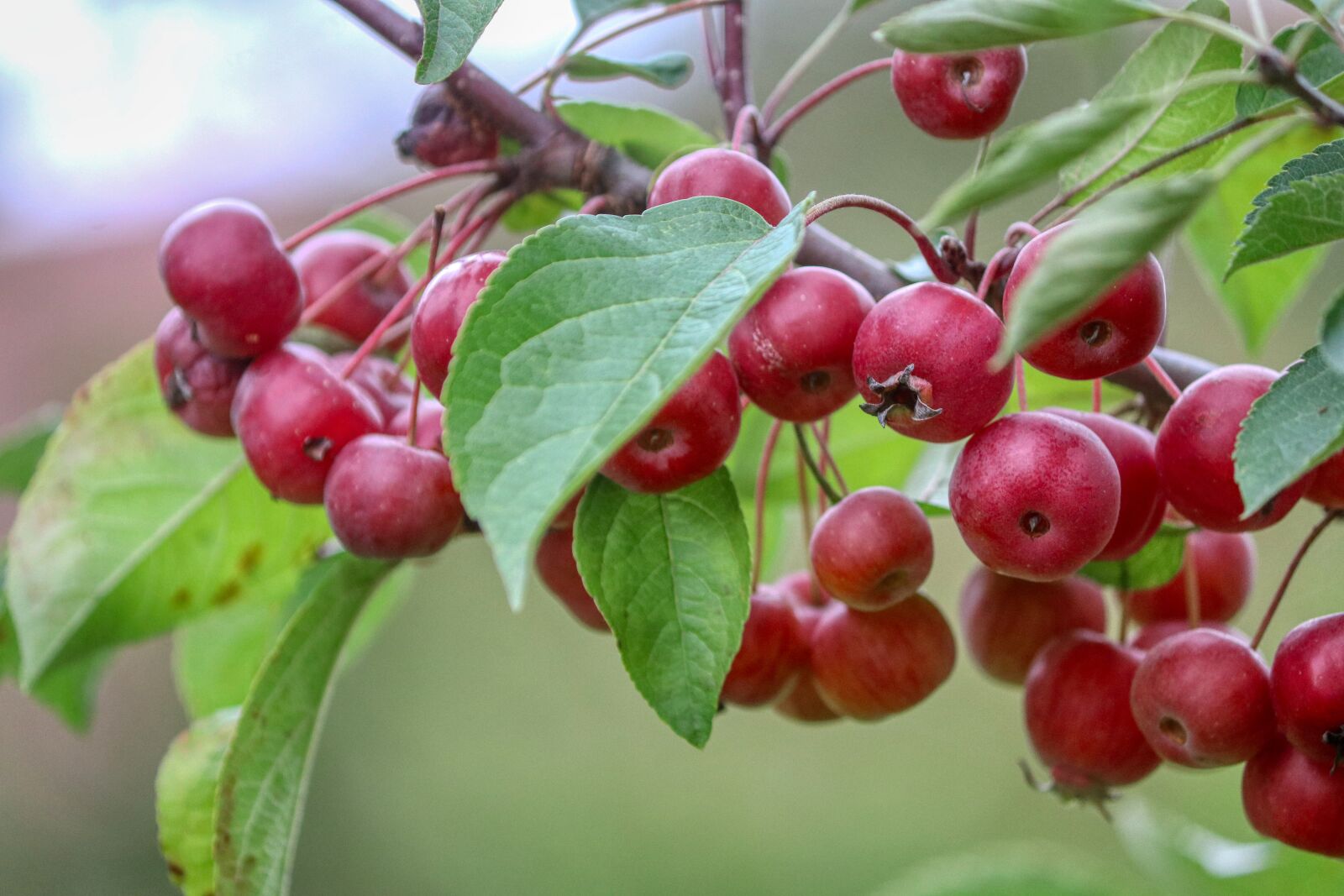 Canon EOS 80D sample photo. Berries, bush, red photography