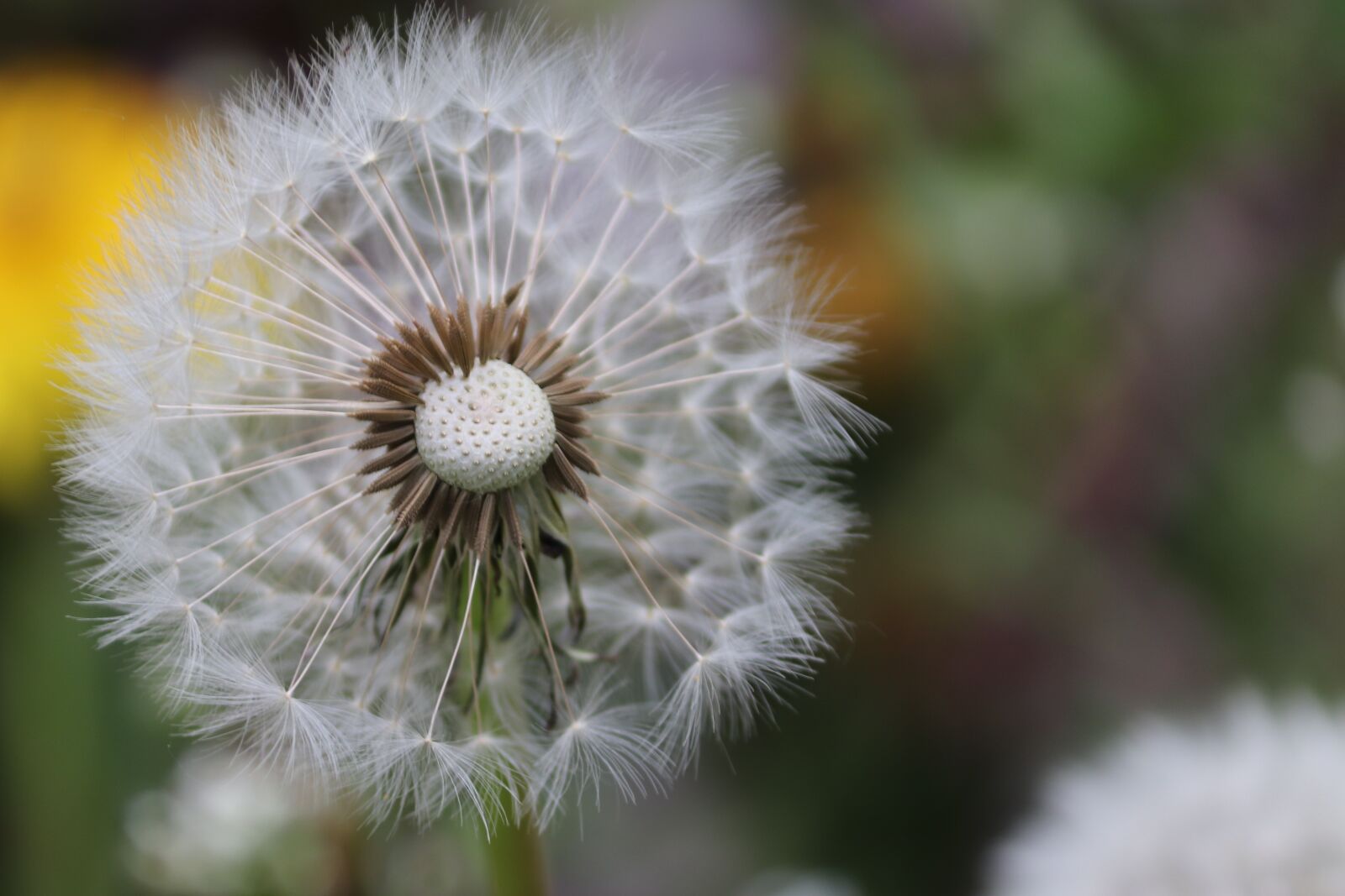 Canon EOS 200D (EOS Rebel SL2 / EOS Kiss X9) sample photo. Dandelion, close up, nature photography