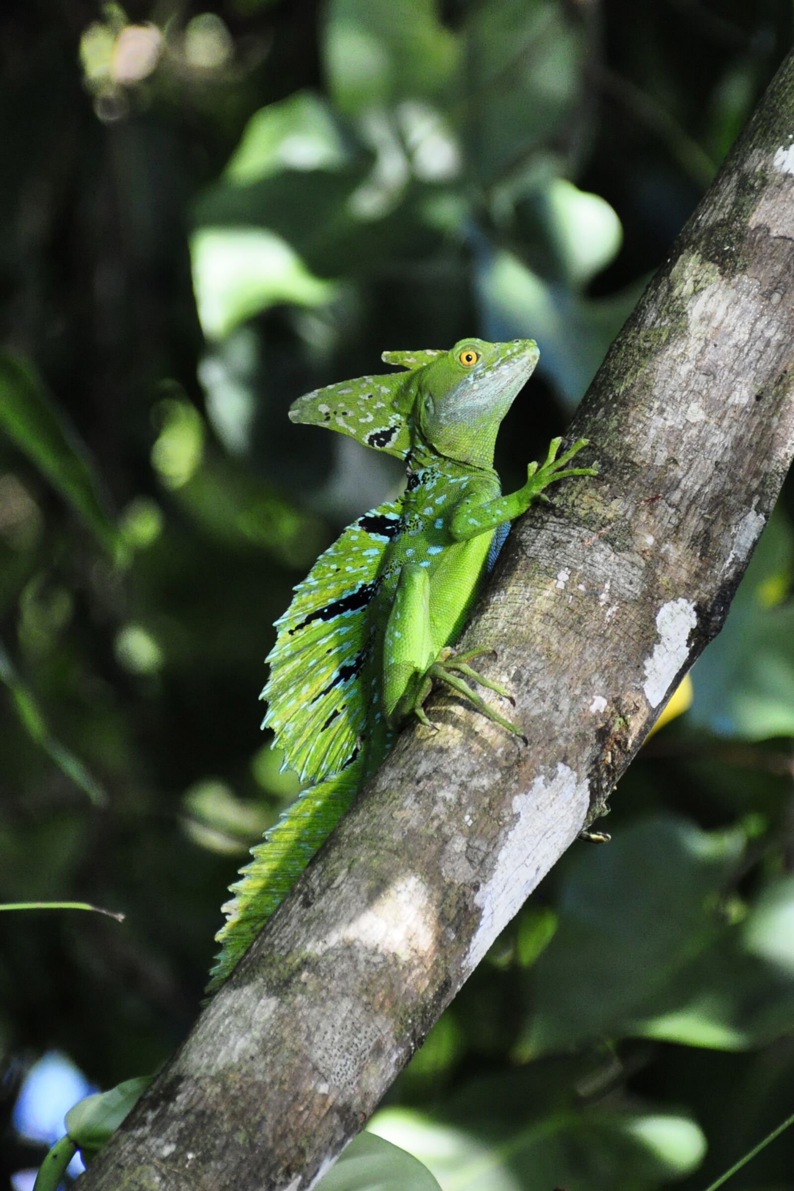 Nikon D90 sample photo. Basilisk, lizard, r photography