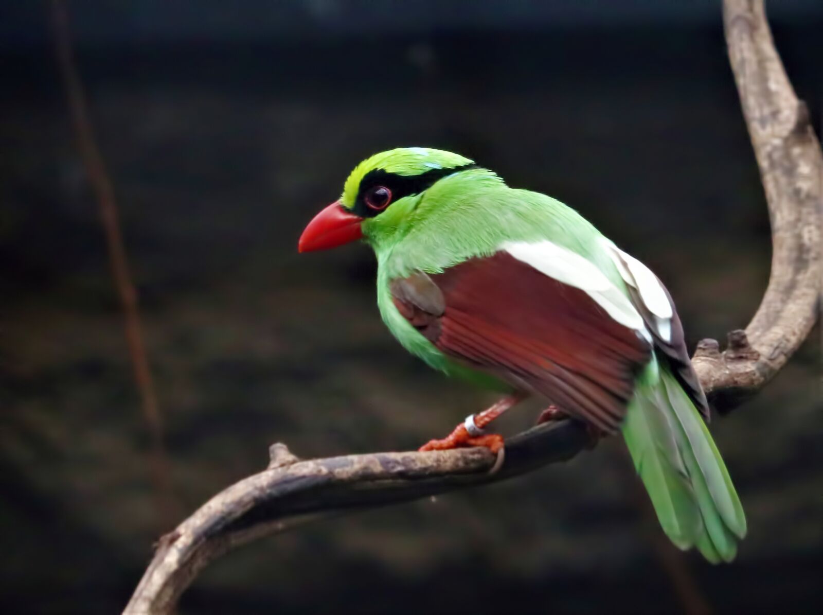 Canon EF-S 55-250mm F4-5.6 IS STM sample photo. Green magpie, magpie, endangered photography