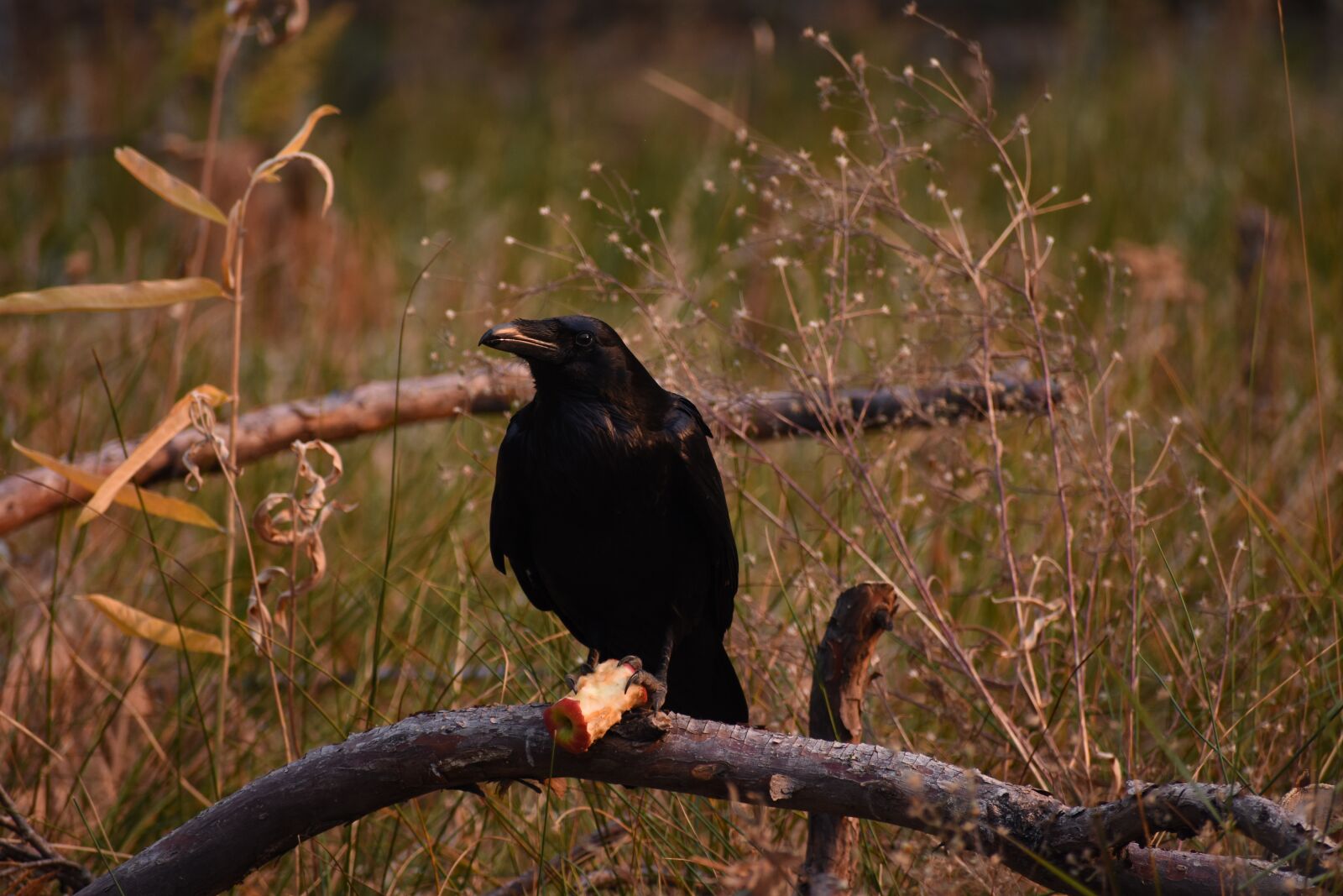 Nikon D7200 sample photo. Raven, apple, nature photography
