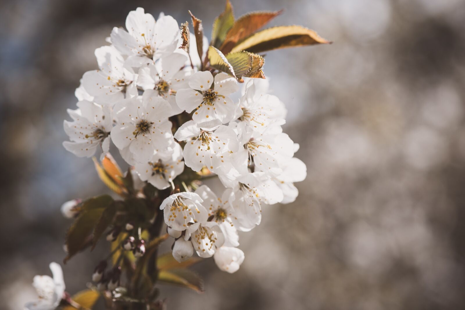 Nikon D750 sample photo. Flowers, white, branch photography