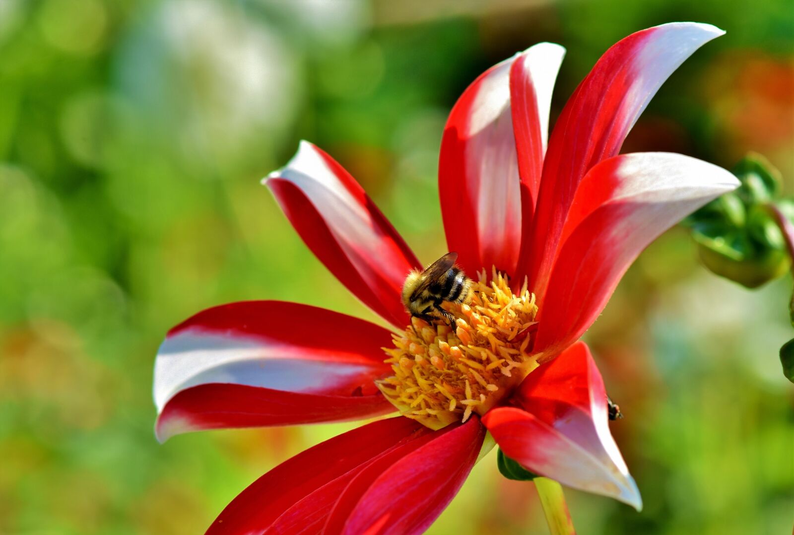 Nikon D7200 sample photo. Dahlia, blossom, bloom photography