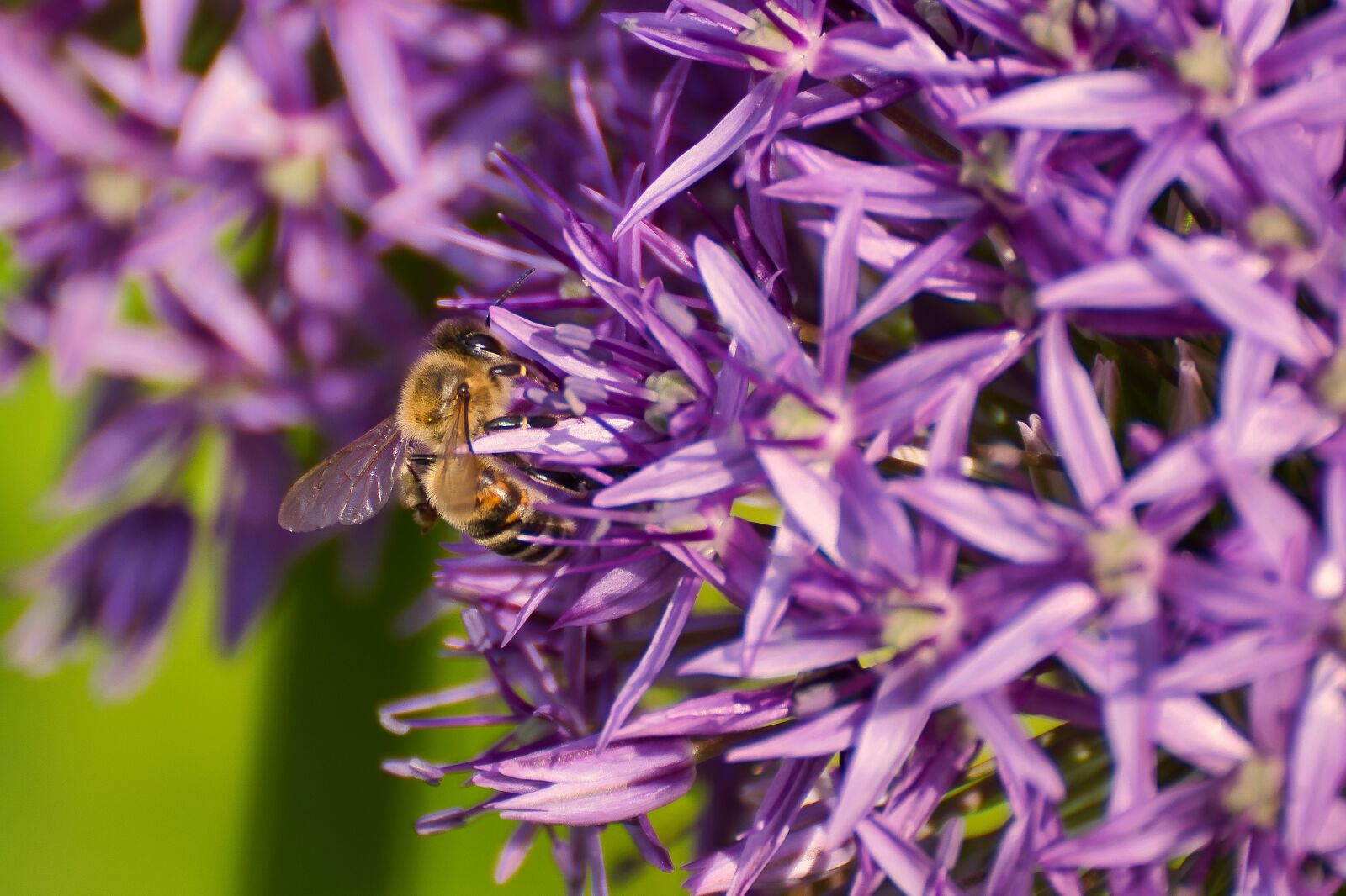 Nikon D5300 sample photo. Bee, flower, insect photography