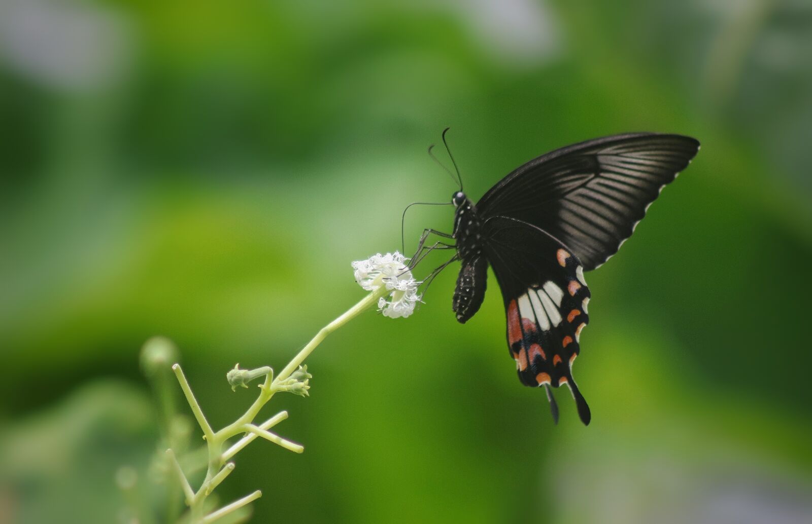 Canon EF75-300mm f/4-5.6 sample photo. Butterfly, flower, nature photography