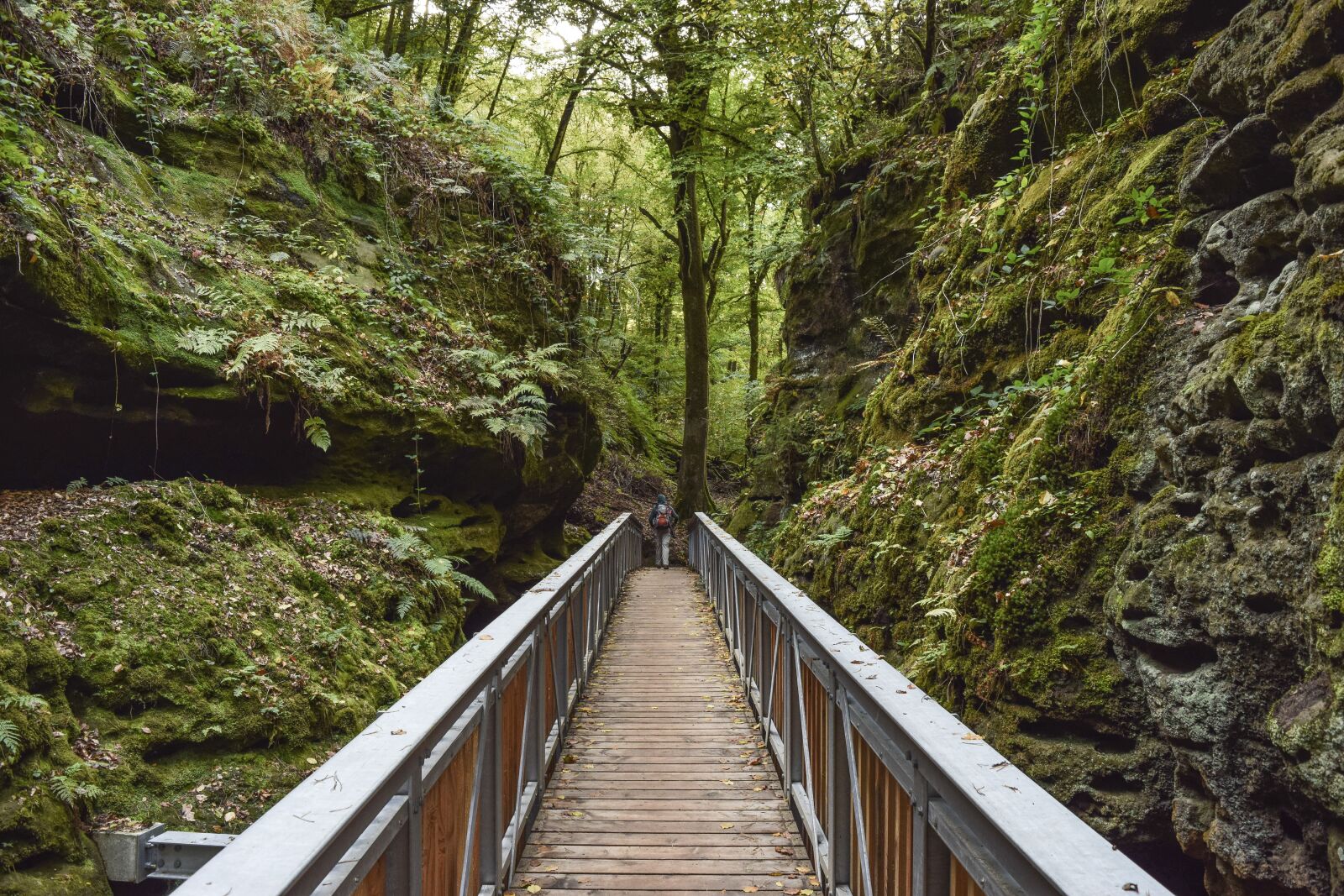 Nikon D3300 sample photo. Forest, nature, landscape photography