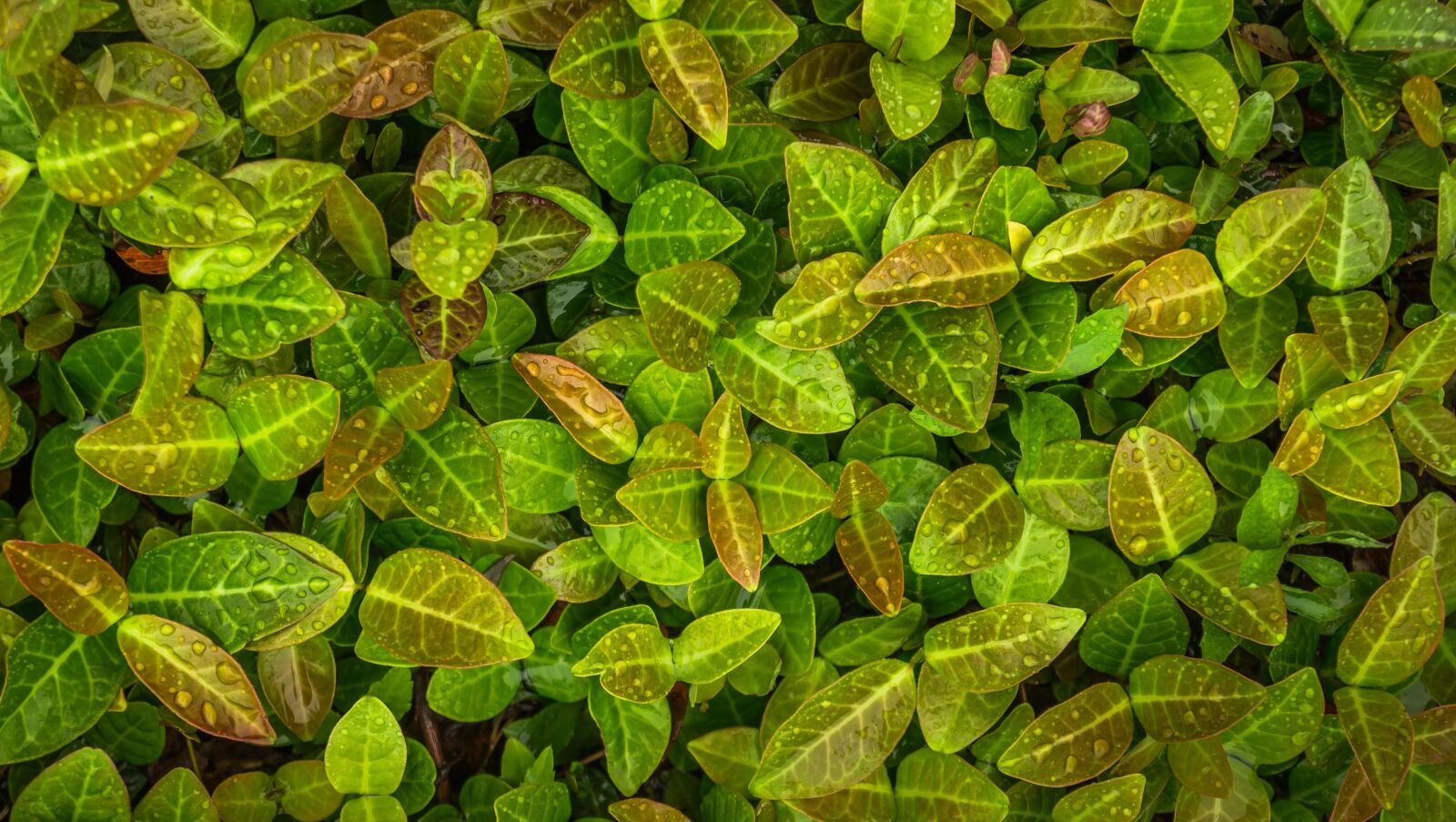 Sony Alpha NEX-5N sample photo. Plants, green, nature photography