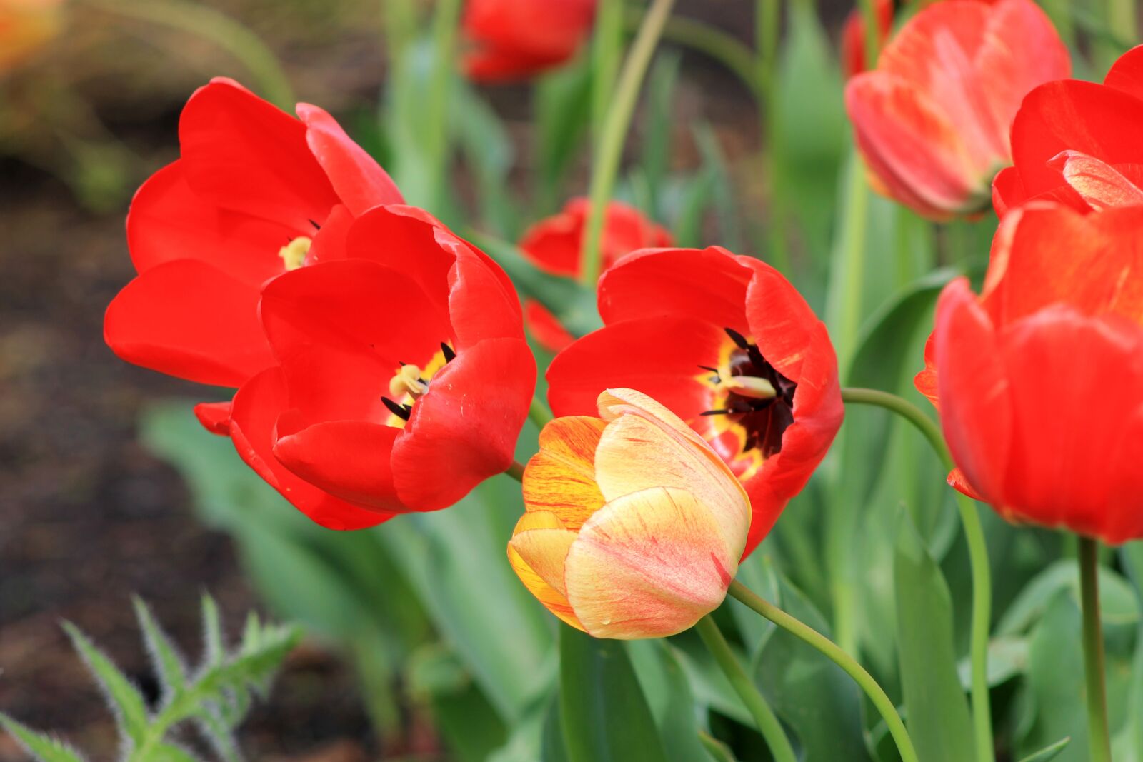 Canon EOS 1100D (EOS Rebel T3 / EOS Kiss X50) sample photo. Tulips, spring, flowers photography