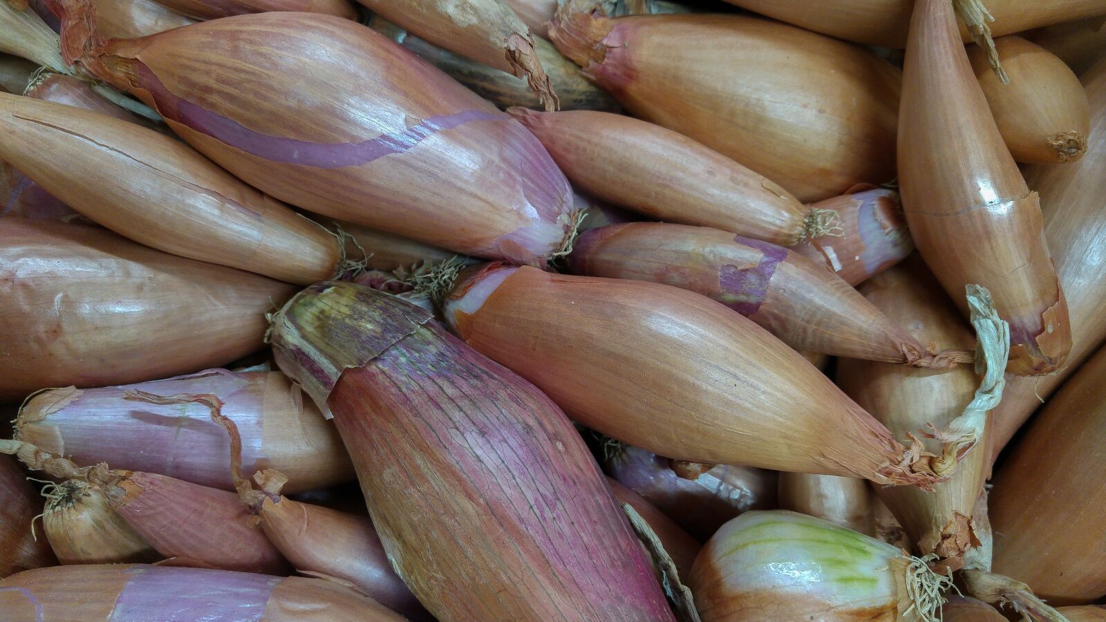 LG G4 sample photo. Shallots, onions, vegetable garden photography