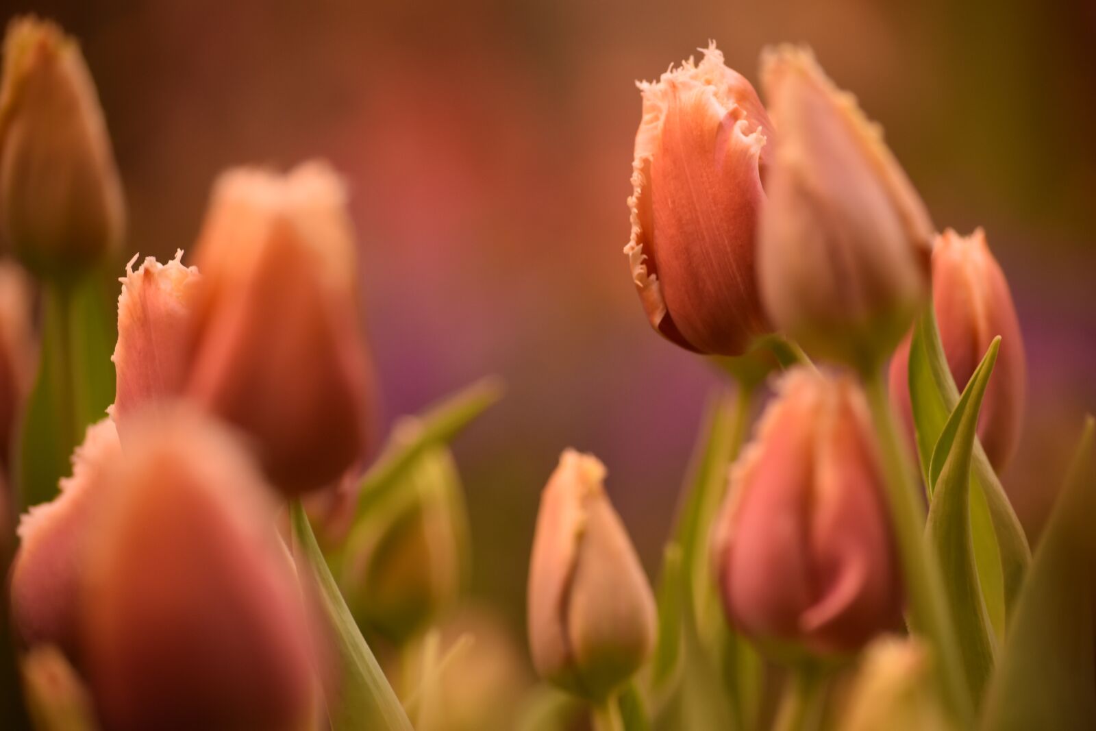 Nikon D5500 sample photo. Flower, rose, nature photography