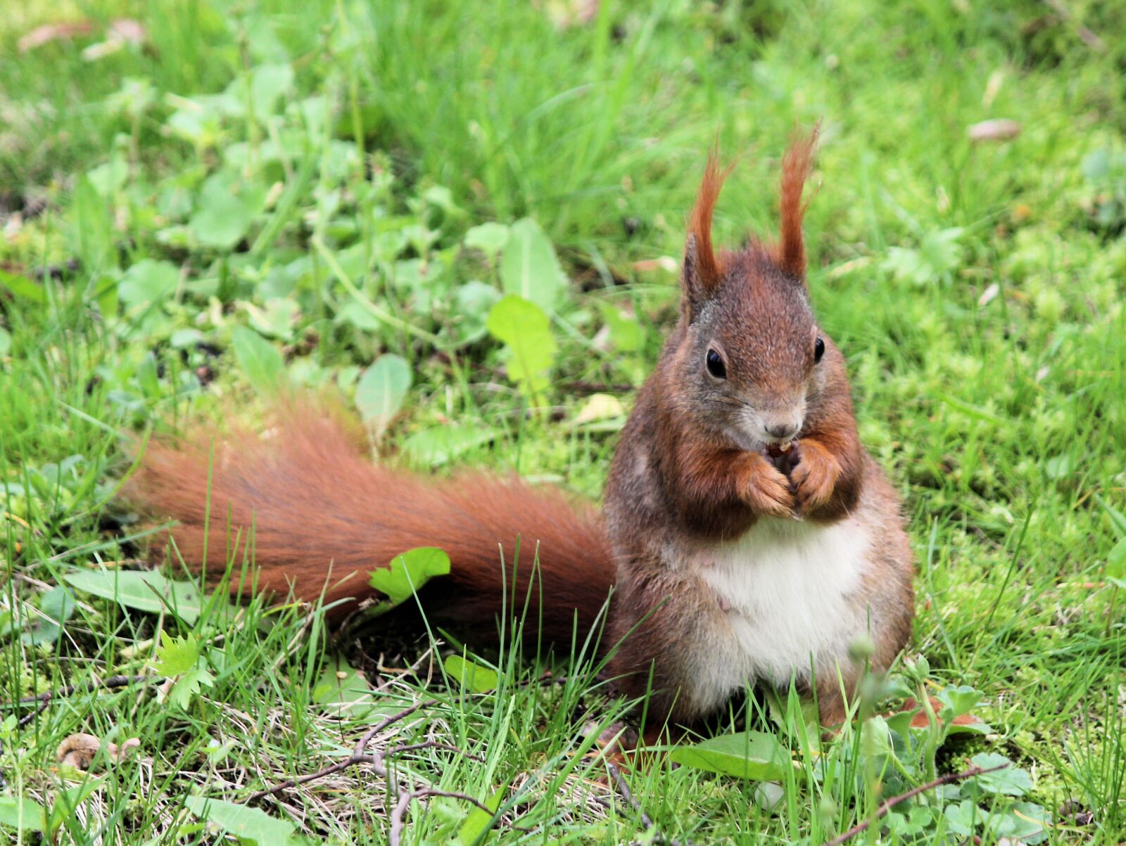 Canon EOS 550D (EOS Rebel T2i / EOS Kiss X4) sample photo. The squirrel, rodent, rusty photography