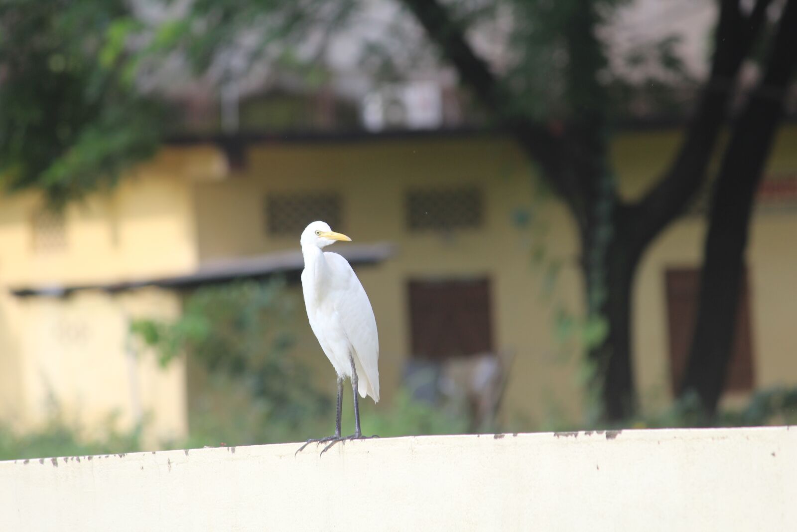 Canon EOS 1200D (EOS Rebel T5 / EOS Kiss X70 / EOS Hi) + Canon EF-S 55-250mm F4-5.6 IS II sample photo. Bird, nature, relaxing photography