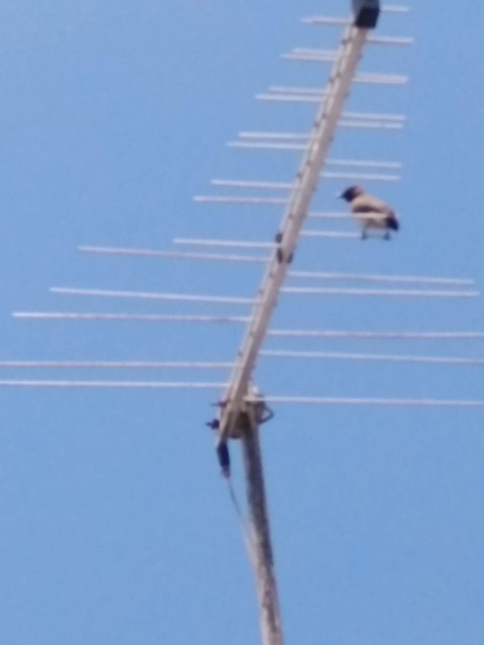 HUAWEI DUB-LX1 sample photo. Bird, sky, blue sky photography