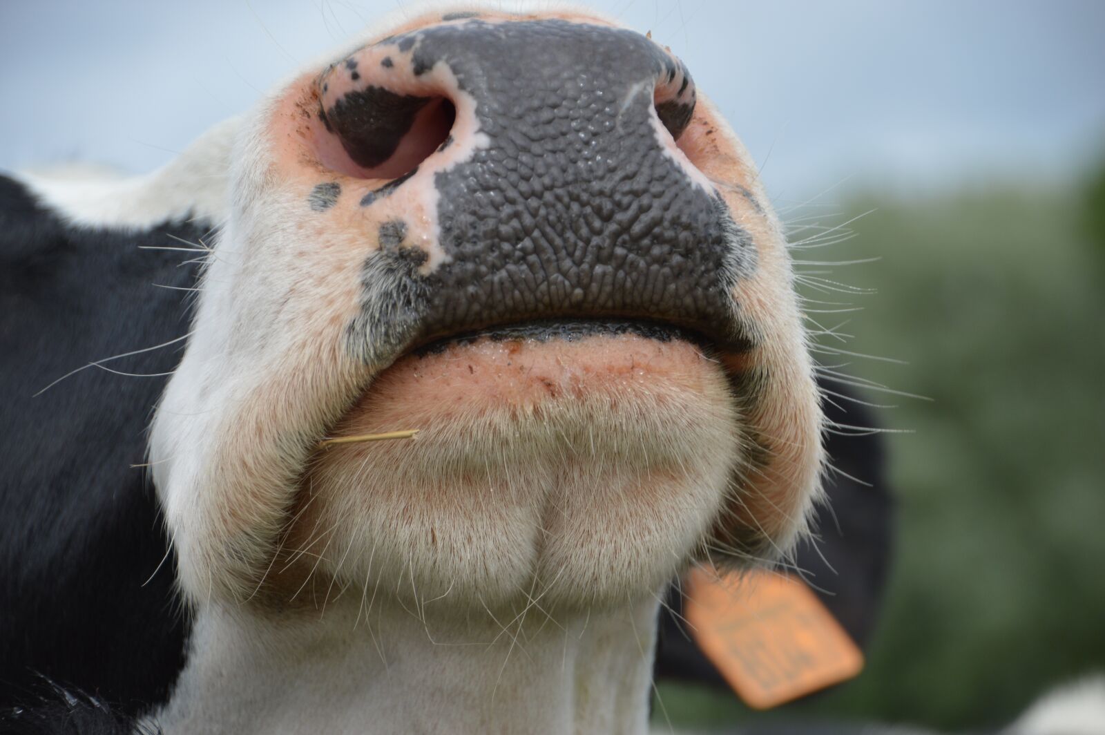 Nikon D3200 sample photo. Have a nose, humor photography