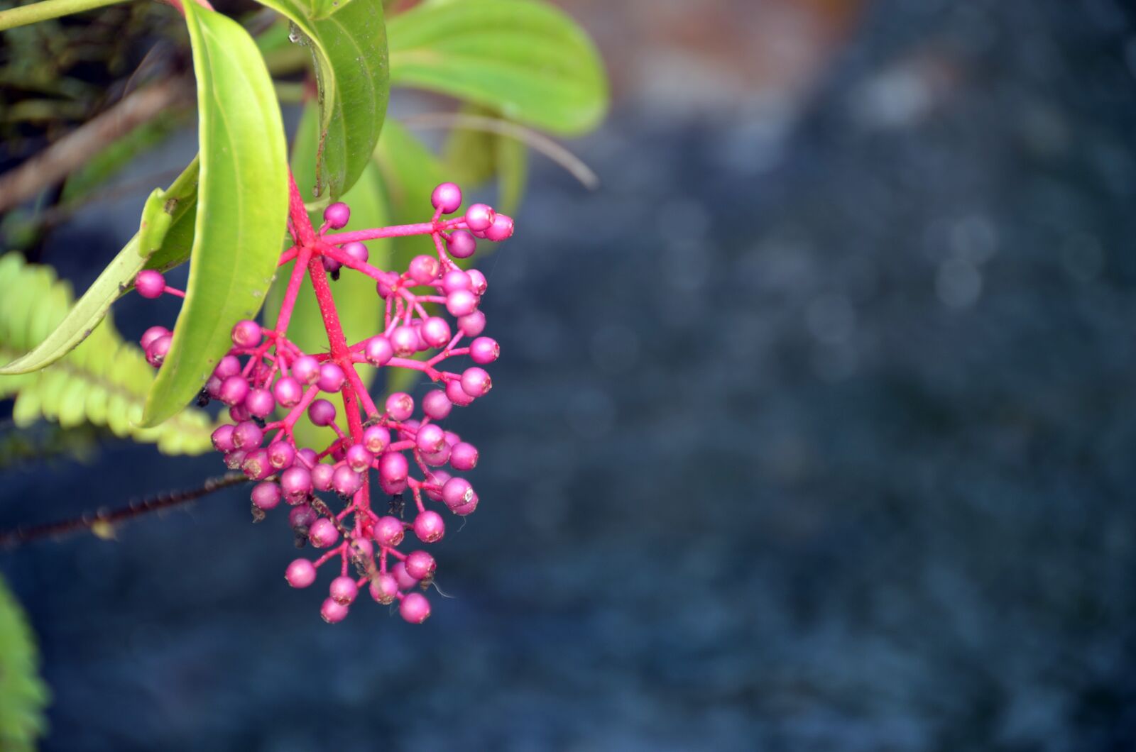 Nikon D5100 sample photo. Bud, flower, beautiful photography