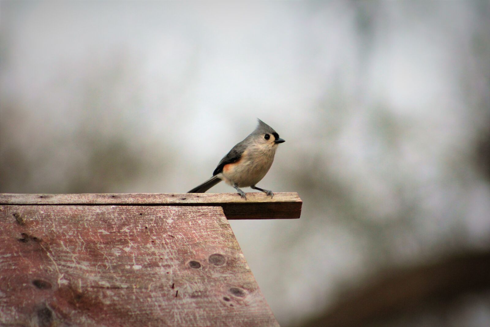 Canon EOS 550D (EOS Rebel T2i / EOS Kiss X4) sample photo. Bird, wildlife, nature photography