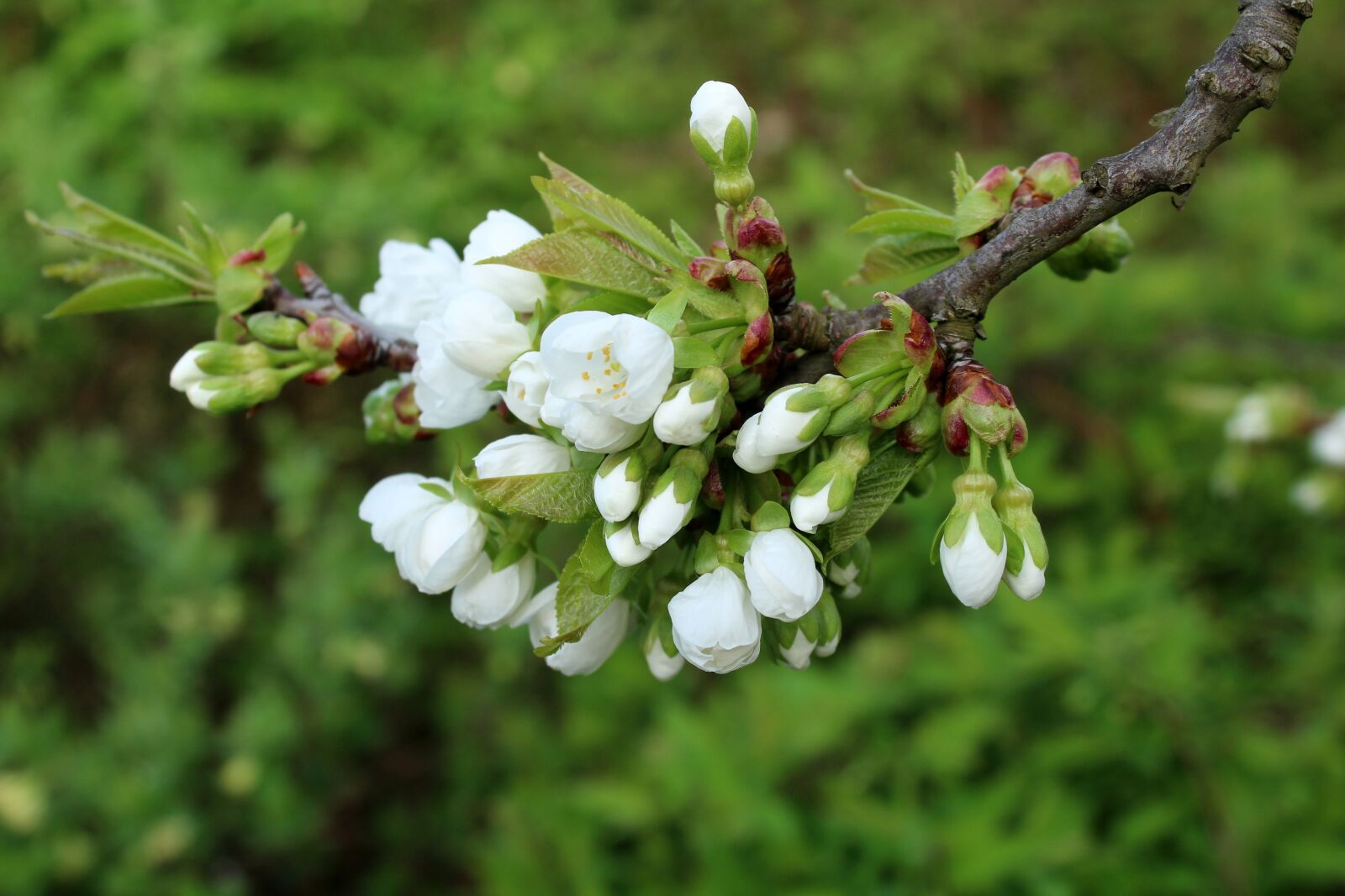 Canon EOS 1200D (EOS Rebel T5 / EOS Kiss X70 / EOS Hi) sample photo. Cherry, the buds, fruit photography