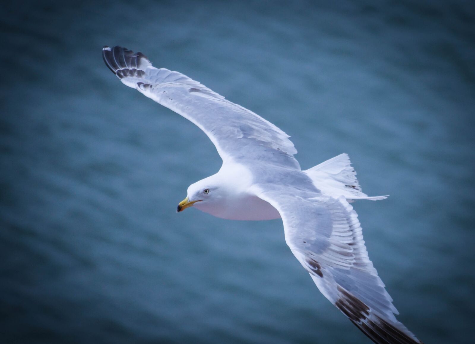 LUMIX G VARIO 45-200/F4.0-5.6II sample photo. Gull, baltic sea, bird photography