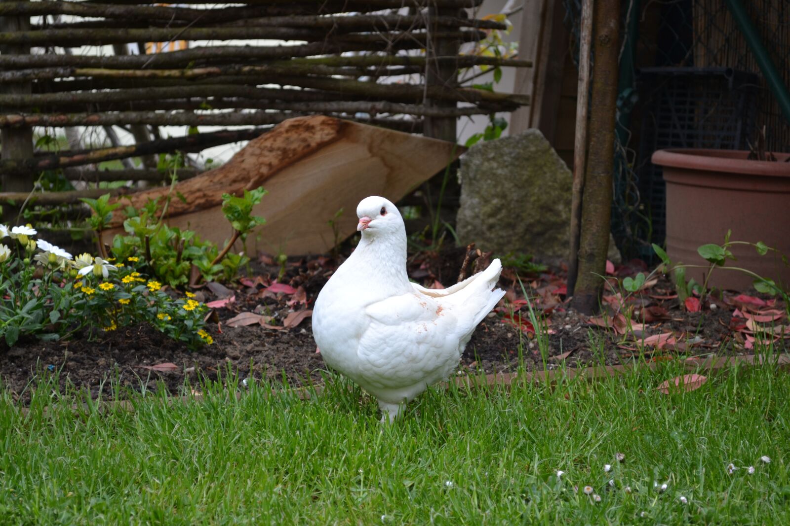 Nikon D3100 sample photo. Dove, purity, pinocchio photography