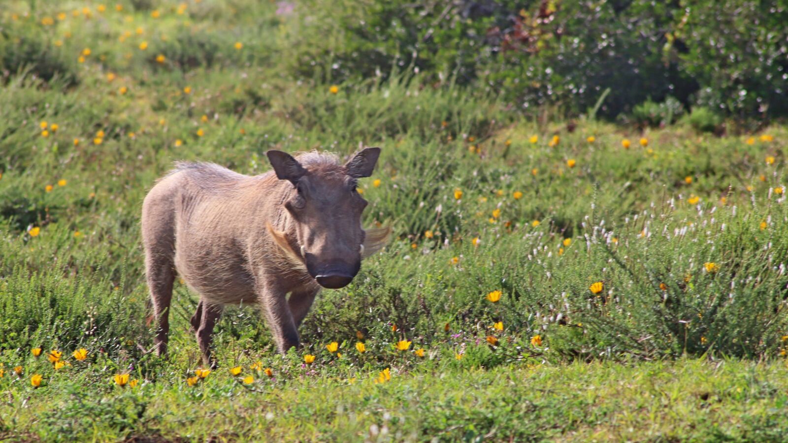 Canon EOS 70D sample photo. South africa, warthog, reserve photography