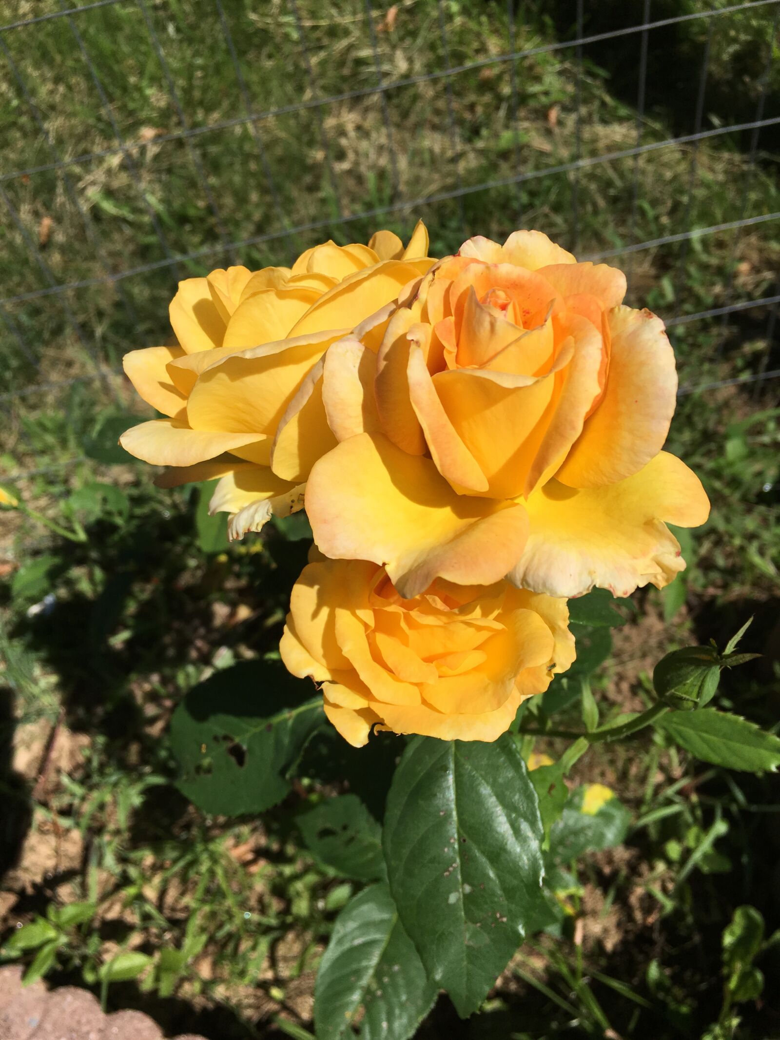 Apple iPhone 6s sample photo. Rose, yellow, bloom photography