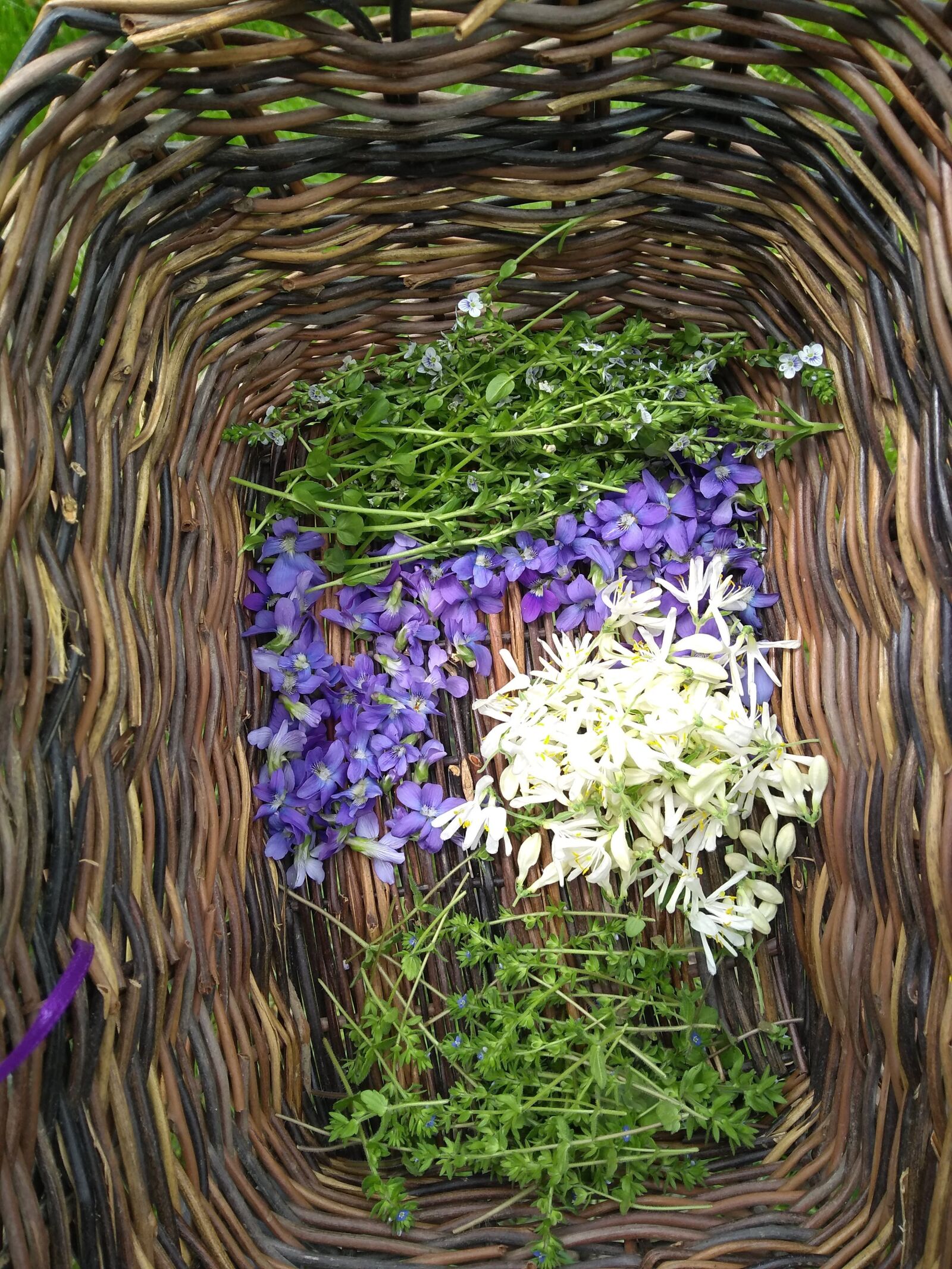 Motorola Moto G (5S) Plus sample photo. Violets, viola sororia, honeysuckle photography