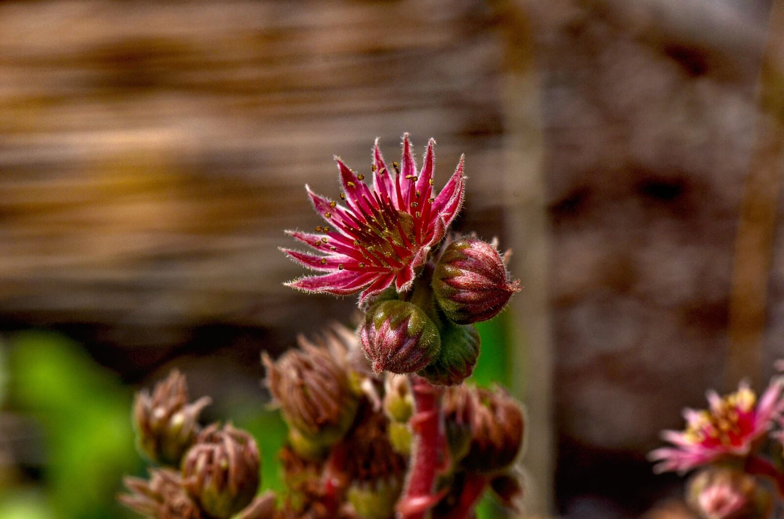 Nikon D7000 sample photo. Houseleek, flower, nature photography