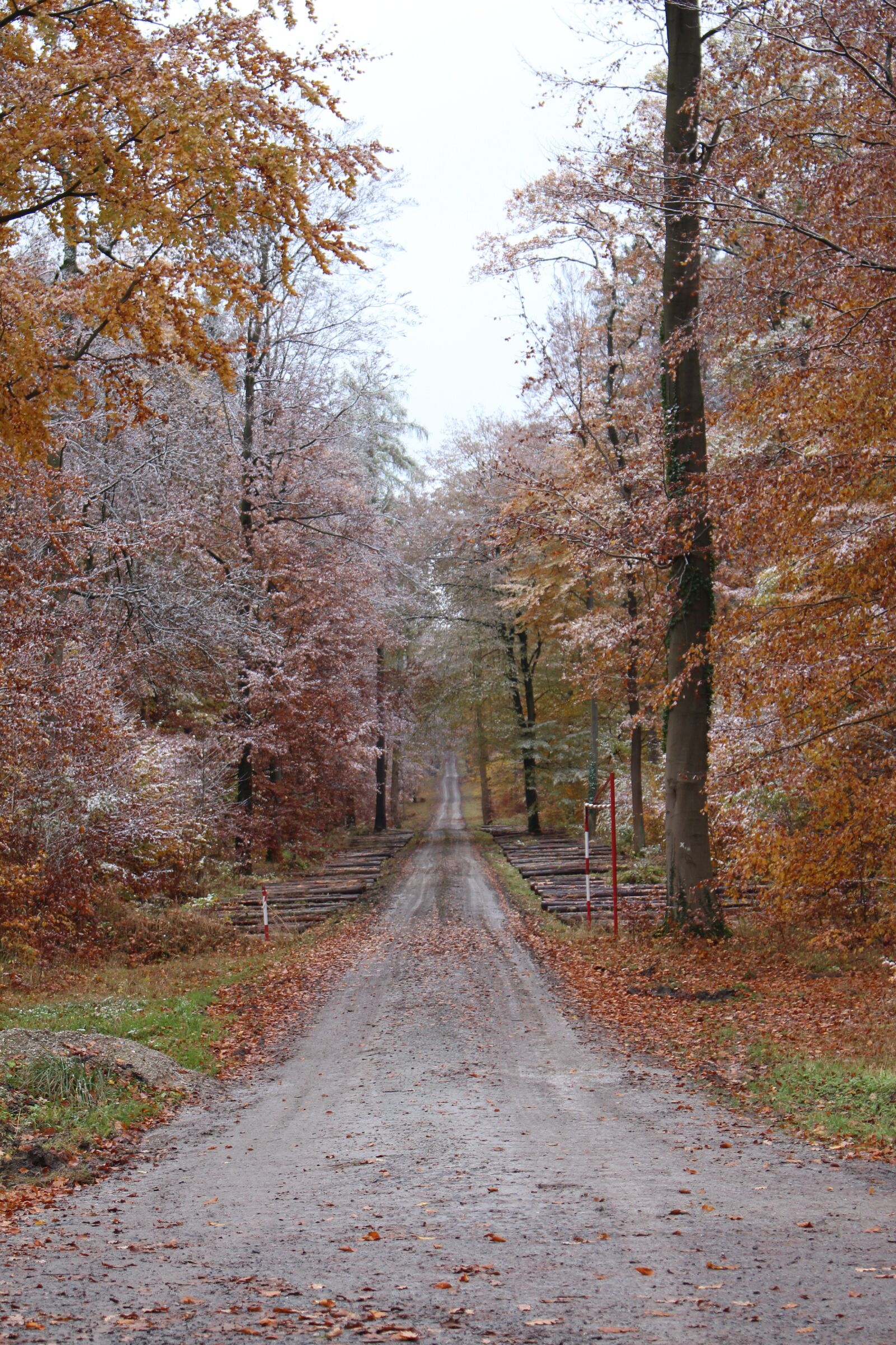 Canon EOS 700D (EOS Rebel T5i / EOS Kiss X7i) sample photo. Nature, tree, autumn photography