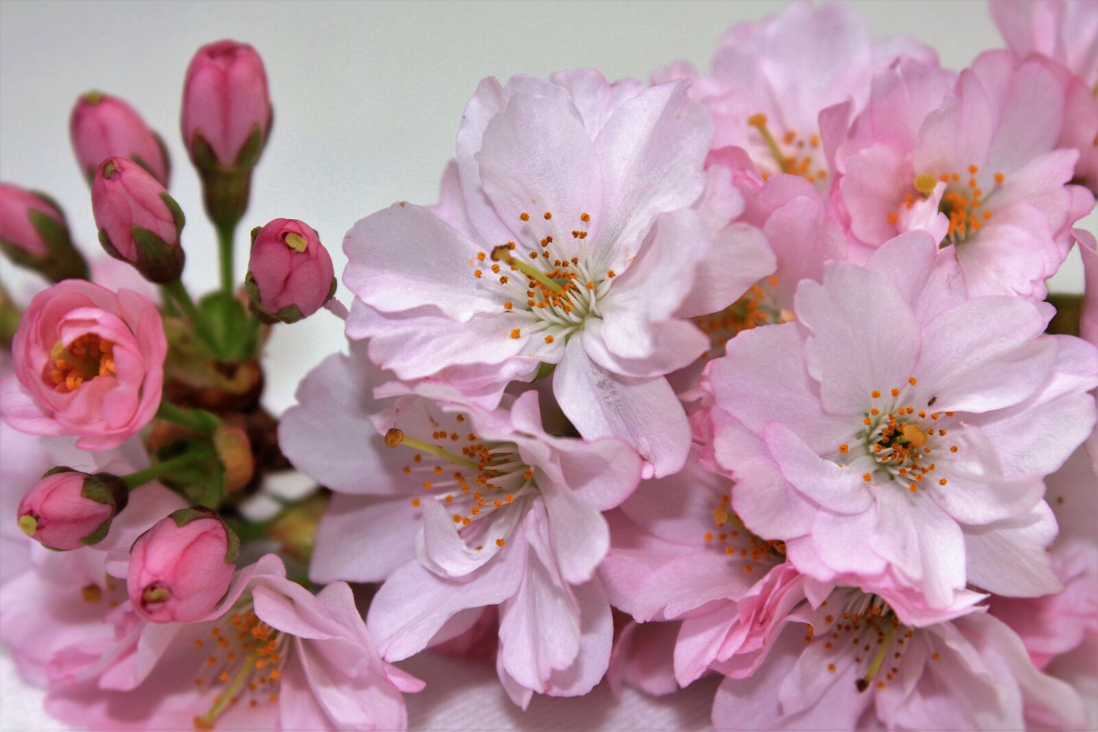 Canon EOS 550D (EOS Rebel T2i / EOS Kiss X4) sample photo. Flower, pink, pink flowers photography
