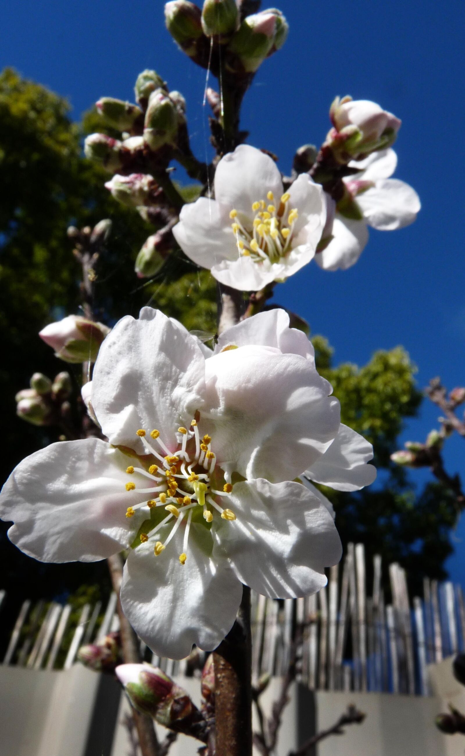 Panasonic Lumix DMC-FZ28 sample photo. Blossom, flowers, almond photography