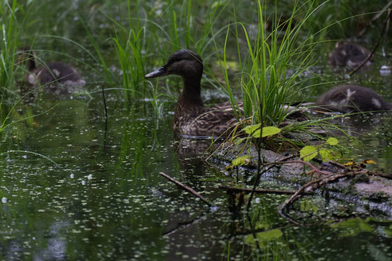 Canon EF-M 55-200mm F4.5-6.3 IS STM sample photo. Duck, bird, pond photography