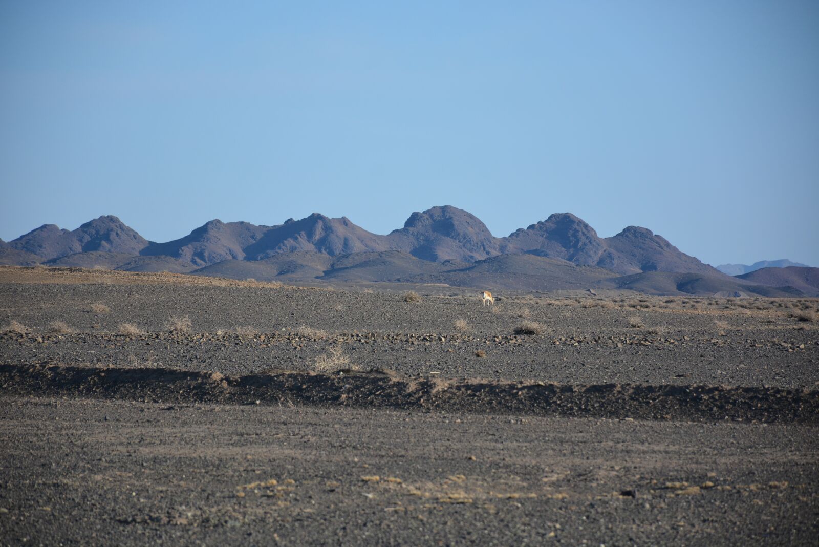 Nikon D7100 sample photo. Animal, desert, wildlife photography