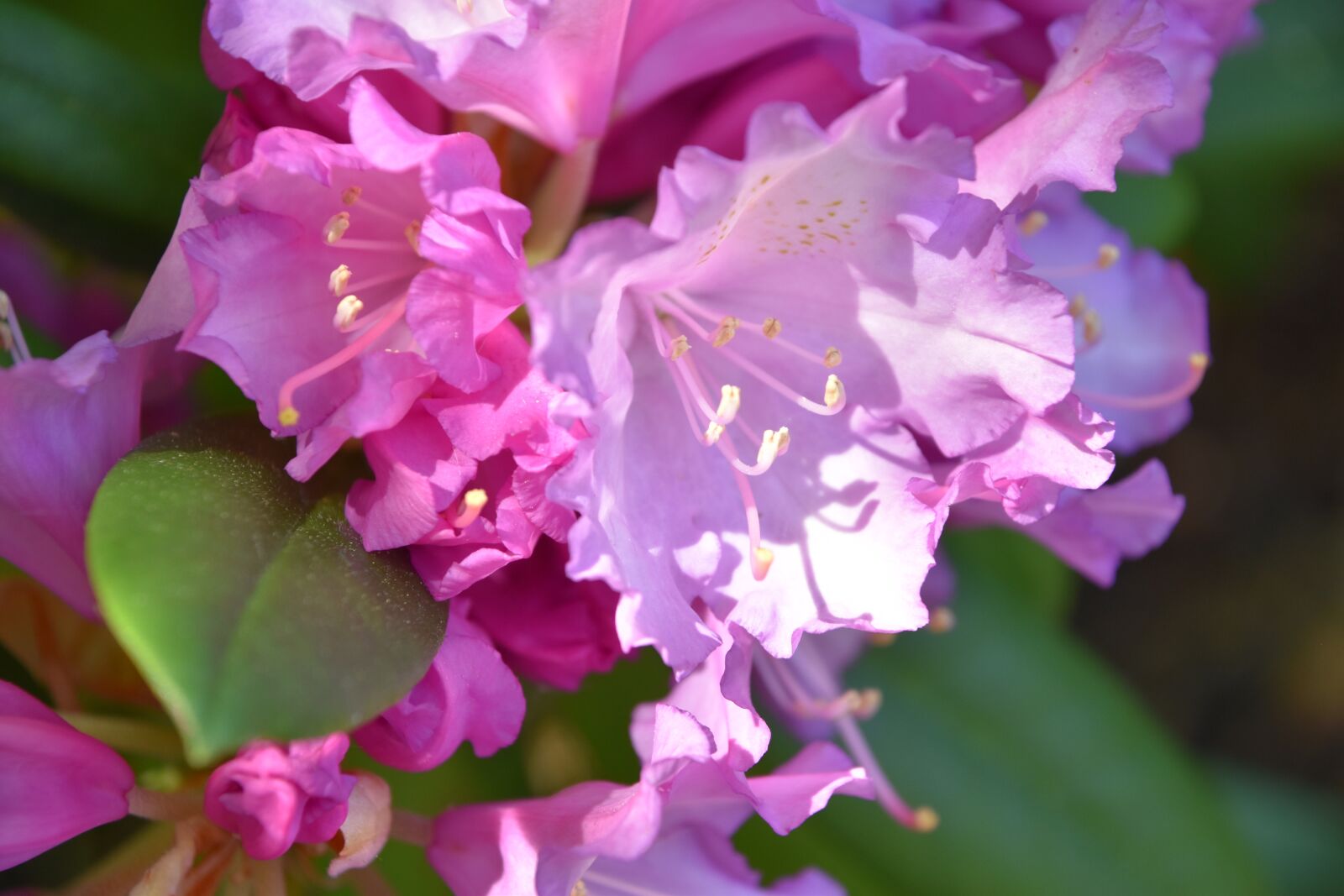 Nikon D5600 sample photo. Flower, rhododendron, purple photography