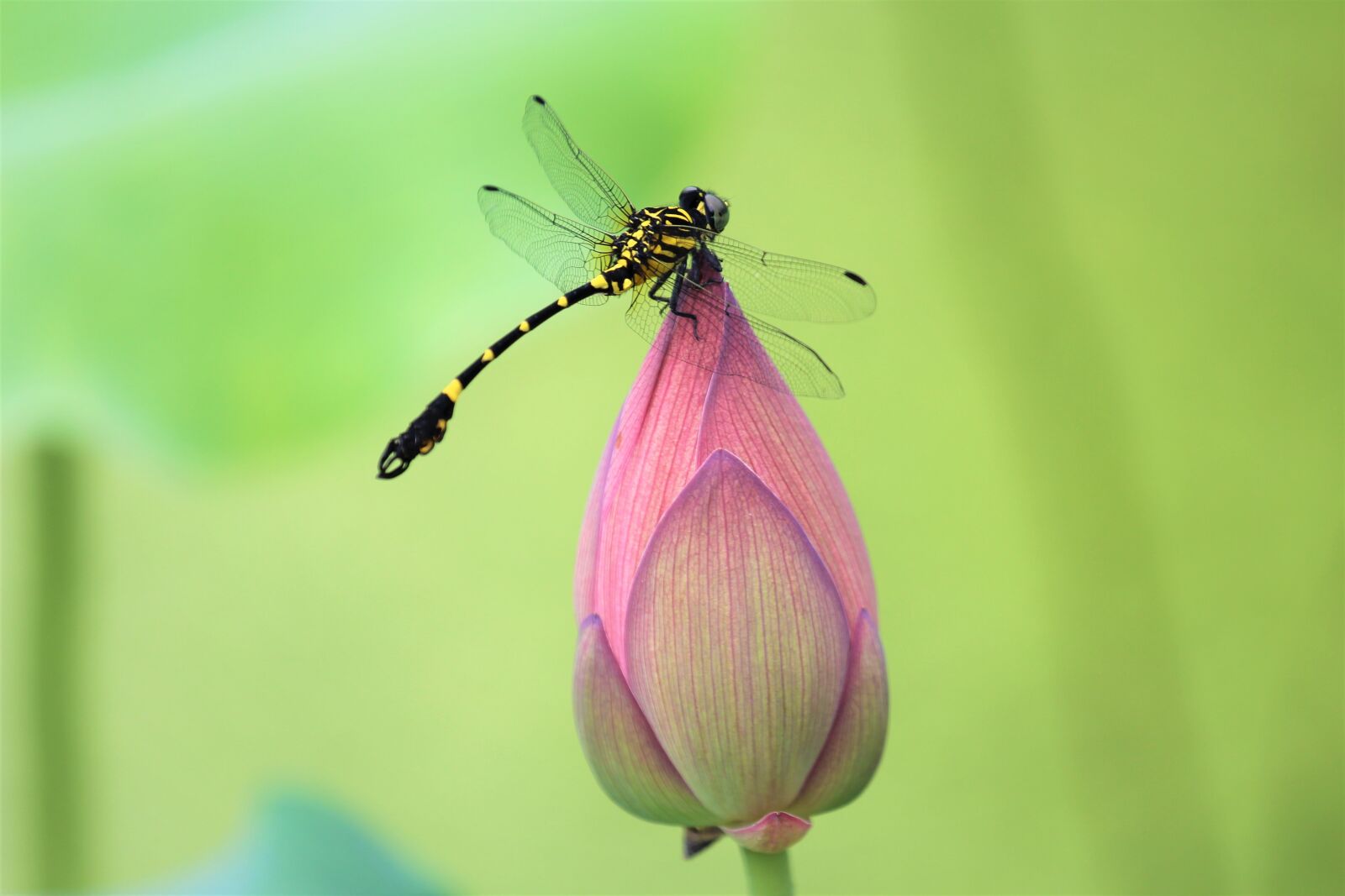 Canon EOS 60D sample photo. Flower, lotus, dragonfly photography