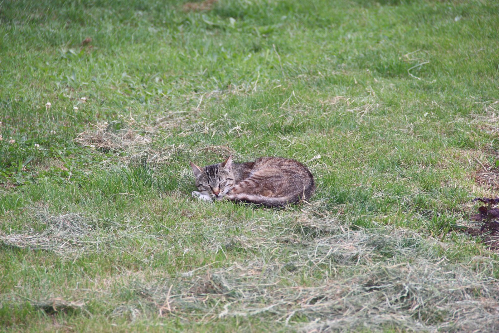 Canon EOS 650D (EOS Rebel T4i / EOS Kiss X6i) sample photo. Cat, sleeps, lawn photography