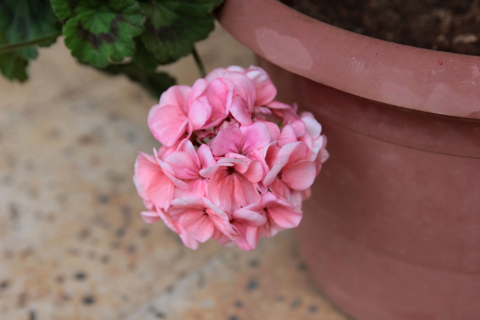 Canon EOS 550D (EOS Rebel T2i / EOS Kiss X4) sample photo. Geranium, plant, flower photography
