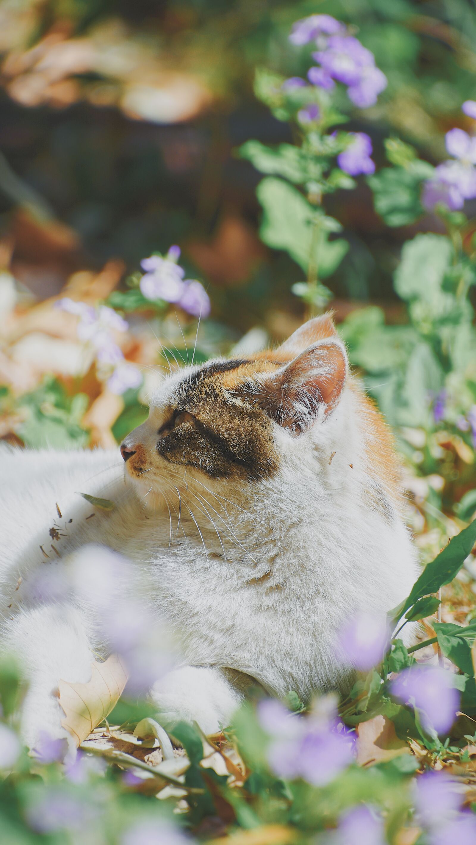 Nikon D7200 sample photo. Animal, cat, kitten photography