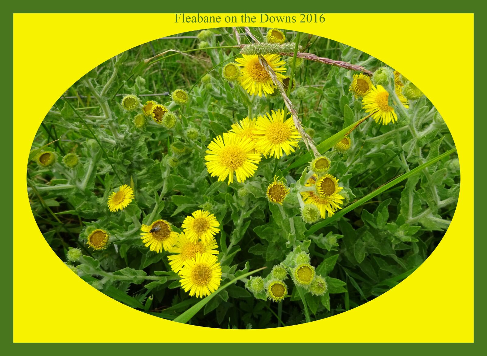 Sony Cyber-shot DSC-WX350 sample photo. Wild flowers, fleabane, yellow photography